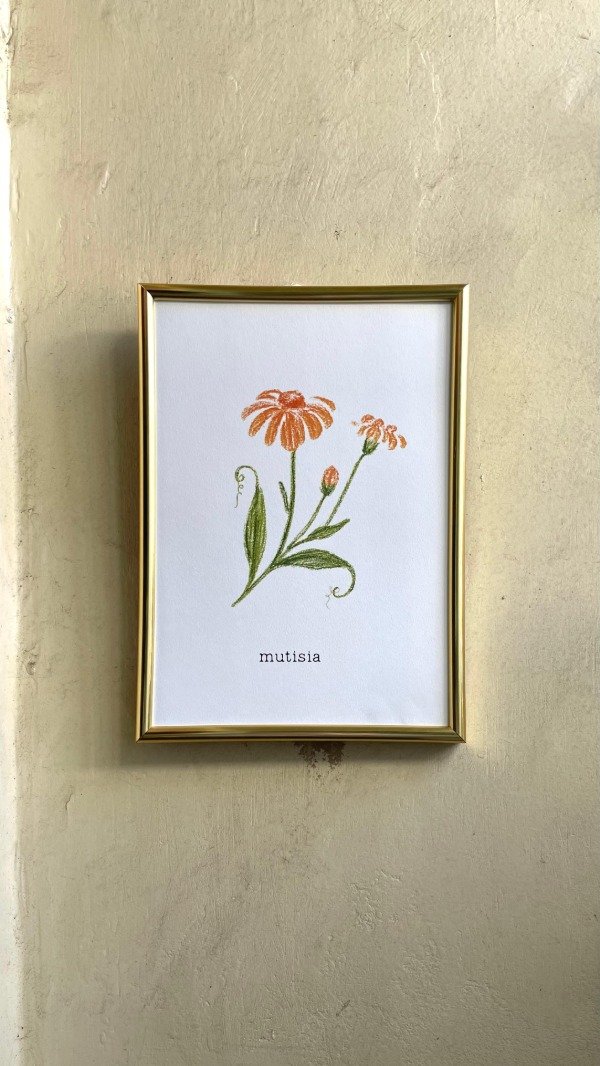 Producto - mutisia + marco dorado