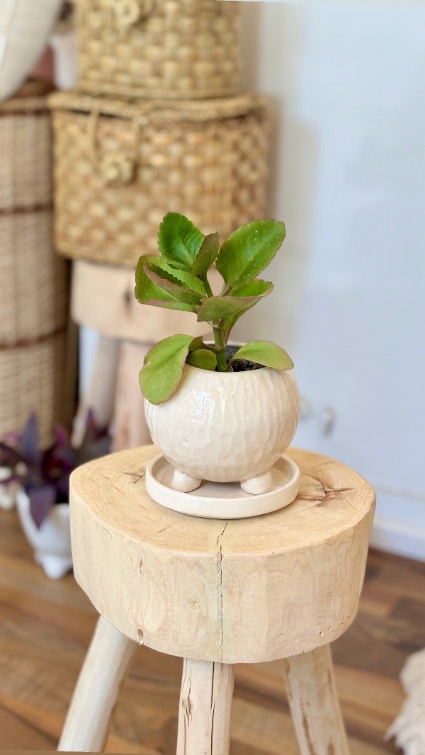 Producto - Maceta de cerámica + suculenta