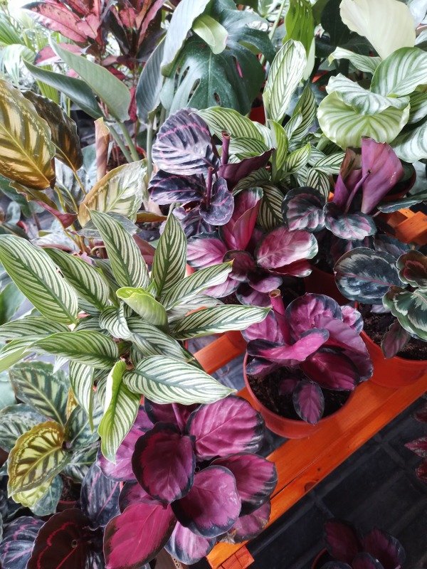 Producto - Calathea Roseopicta Misty - 1