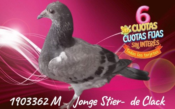Producto - 1903362 M Jonge Stier - de CLACK