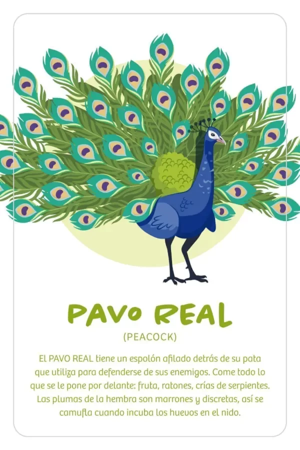 Producto - Cartas de adivinanzas: quién es - Oso Pardo - 3