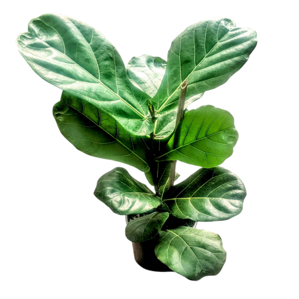 Producto - Ficus pandurata - Maceta 15