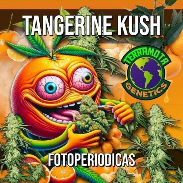 Producto - Tangerine Kush