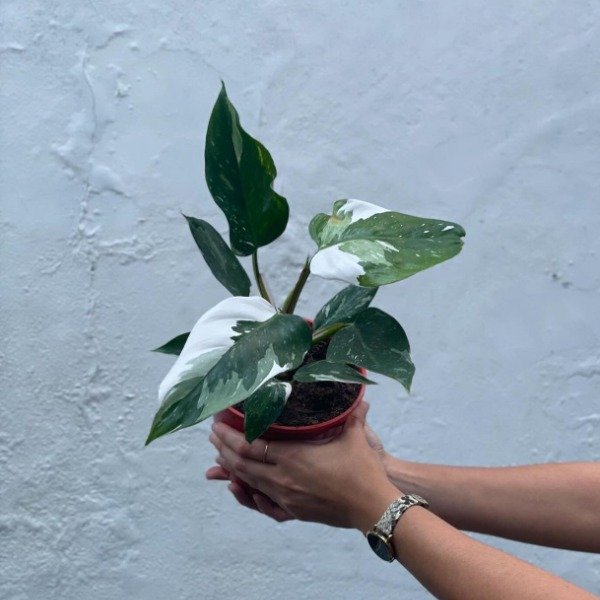 Producto - Philodendron White Princess m13