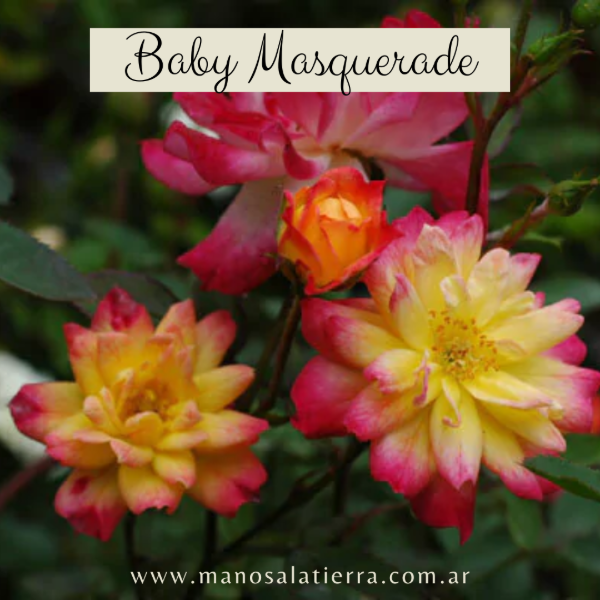 Producto - Rosal Baby Masquerade