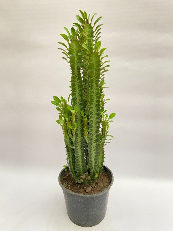 Producto - Euphorbia trigona en maceta N15