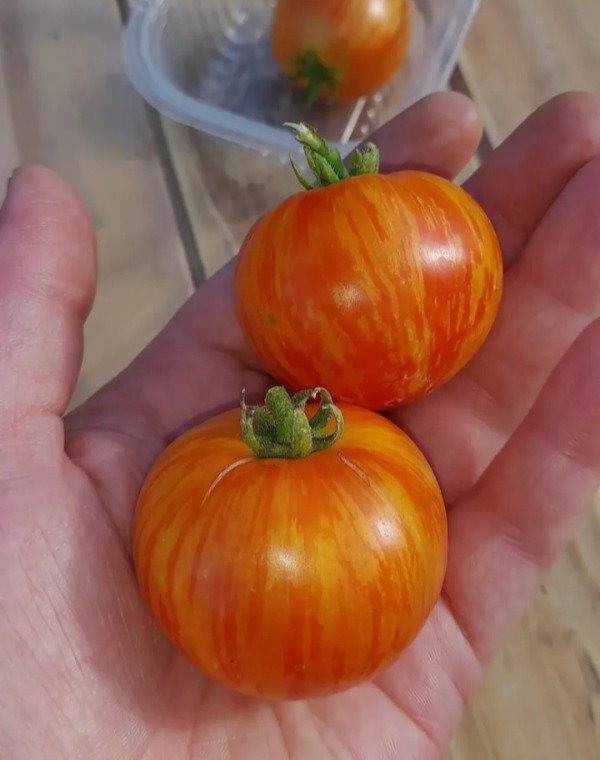 Miniatura de producto - 0