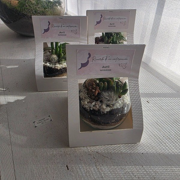 Producto - Souvenir - Terrario Mandy 2 - 1