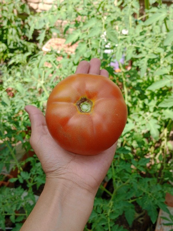 Producto - Semillas de Tomate Redondo - 0