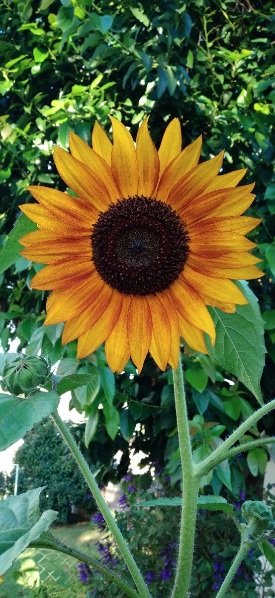 Producto - Semillas de girasol pastiche multiflora