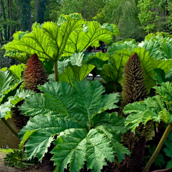 Producto - Gunnera tinctoria (Nalca)
