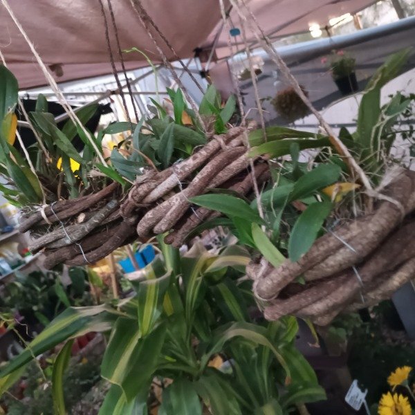Producto - Oncidium Patito Orquídea - 1