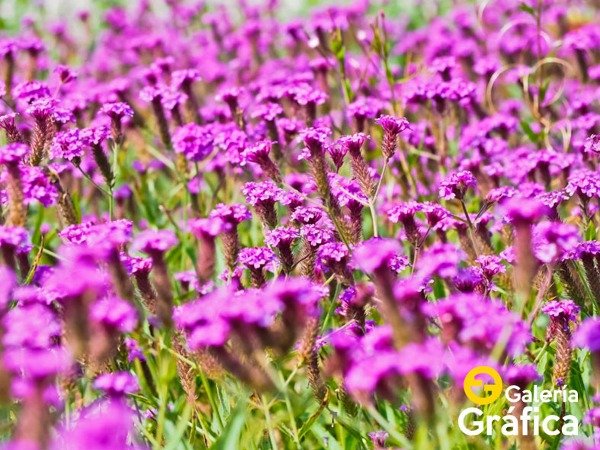 Producto - Flores FS 41