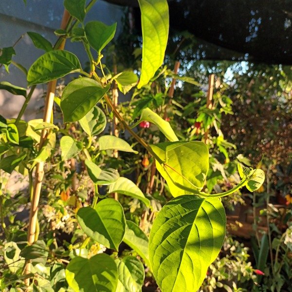 Producto - Maracuyá - 1