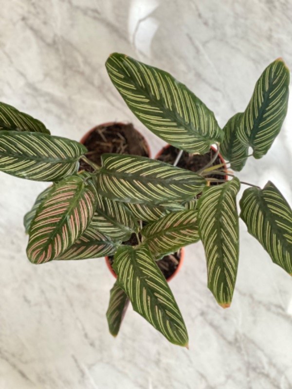 Producto - CALATHEA MIL RAYAS