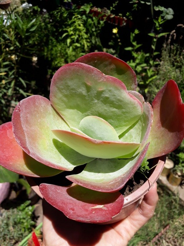 Producto - Kalanchoe thyrsiflora - 0
