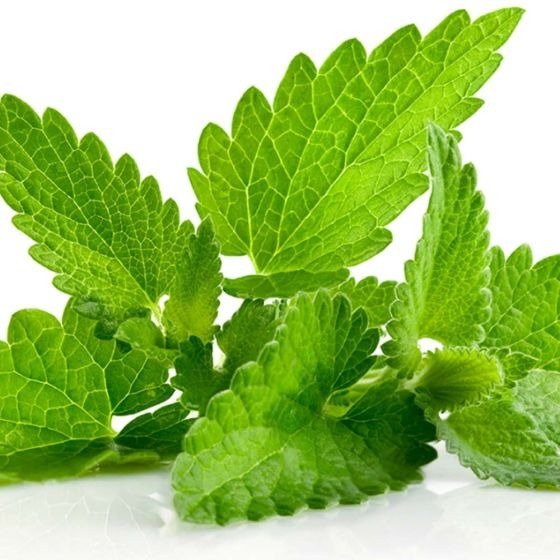 Producto - MENTA