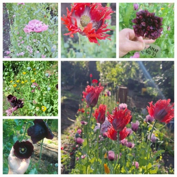 Producto - AMAPOLAS MIX