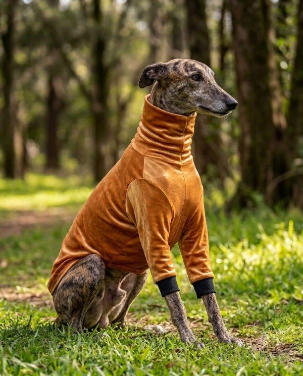 Producto - Buzo Galgos PLUSH - 2