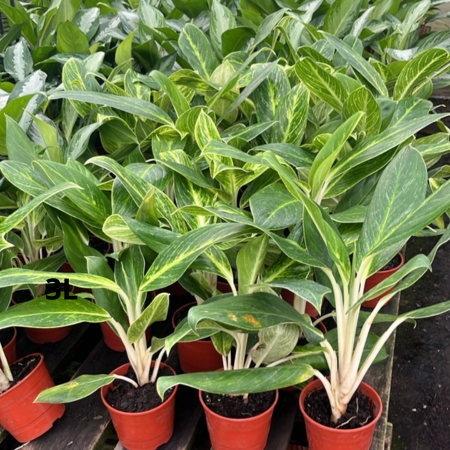 Producto - Aglonema