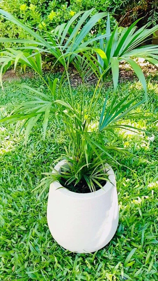Producto - Chamaedorea elegans