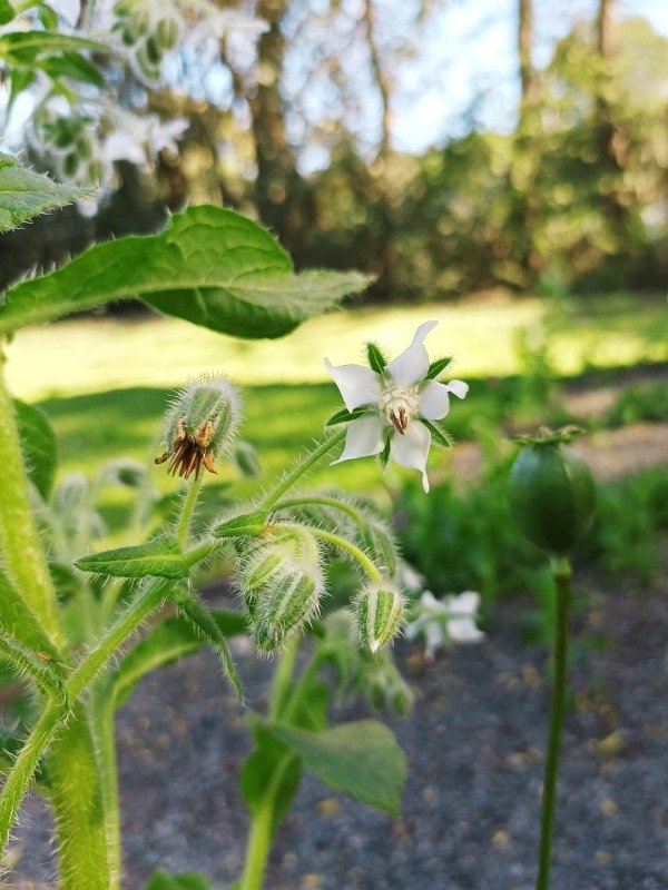 Producto - BORRAJA BLANCA