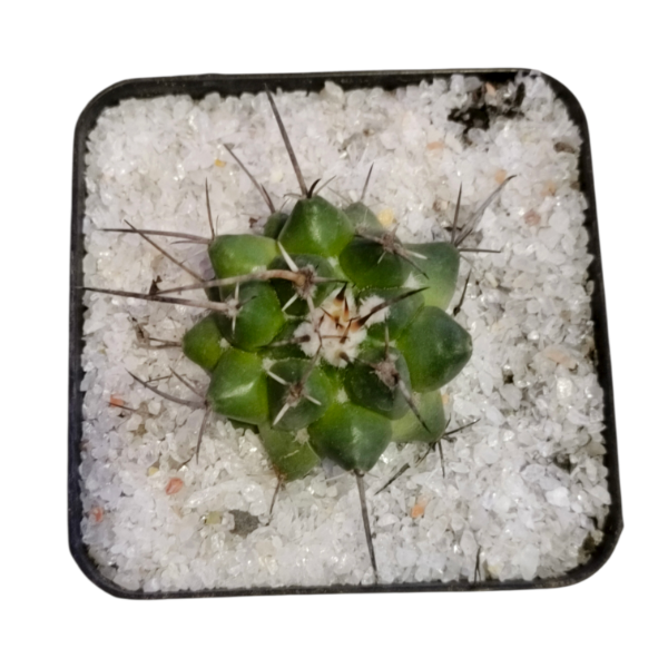 Miniatura de producto - 2