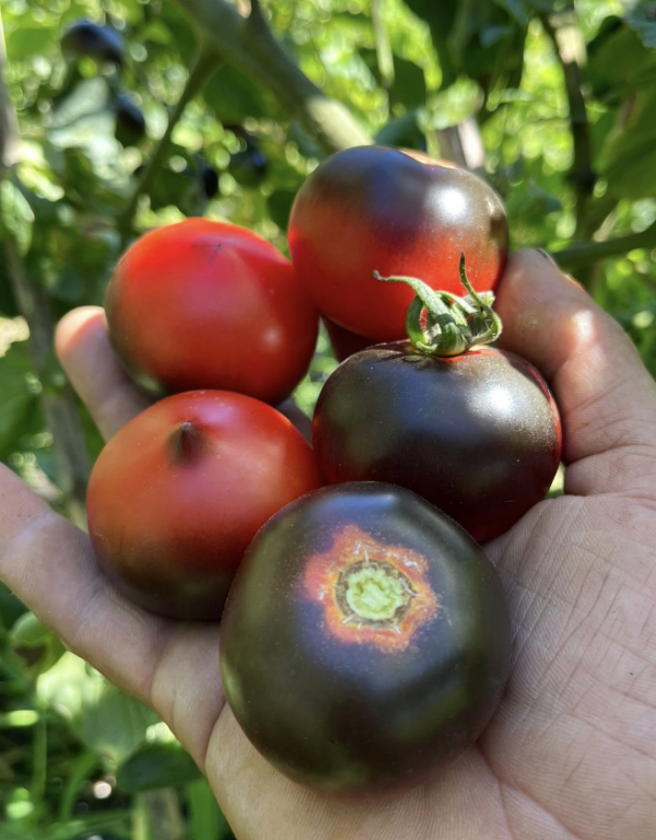 Producto - SEMILLAS DE TOMATE CHERRY H34 ROT JOLIE COEUR