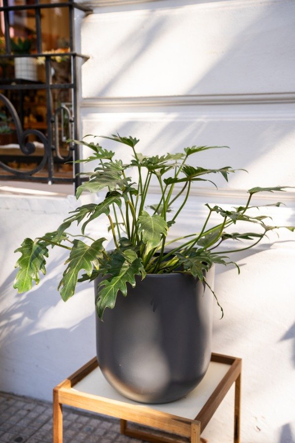 Producto - Philodendron Xanadú