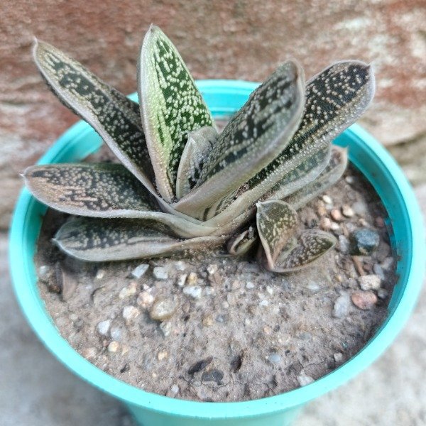 Producto - Gasteria little warty