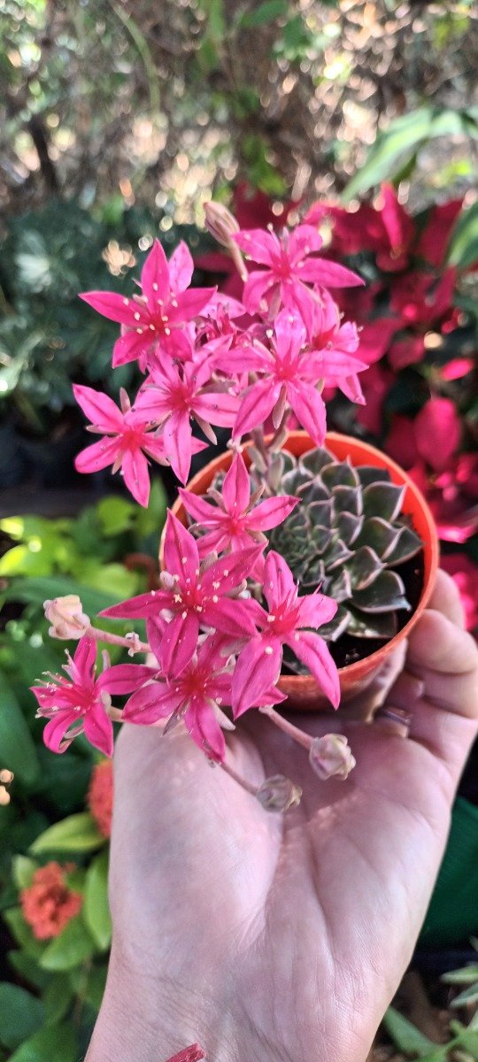 Producto - Graptopetalum bellum - 0