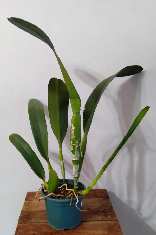 Producto - Laelia Purpurata estriata (Olimpia x Colibri) - 3