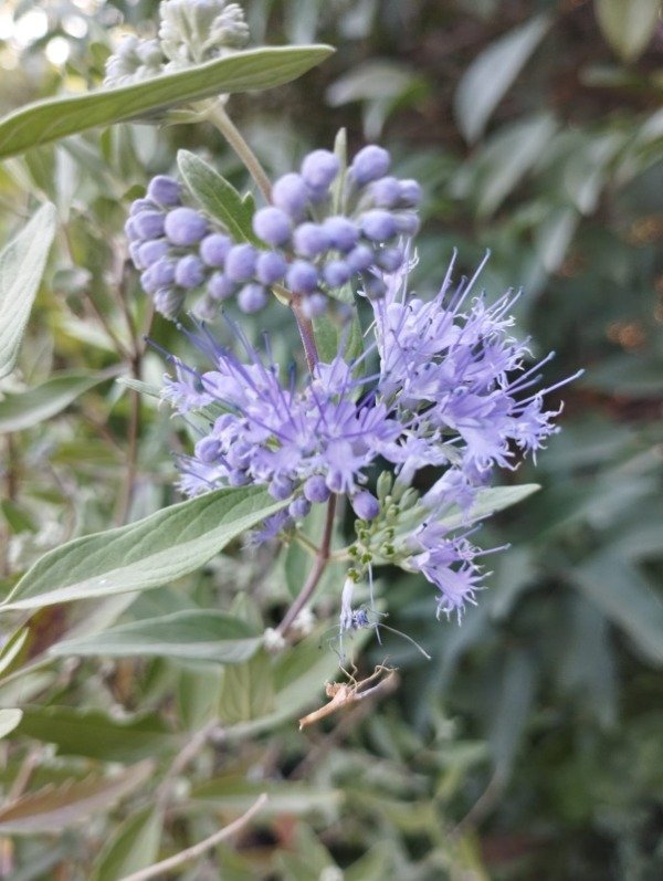 Producto - Caryopteris incana