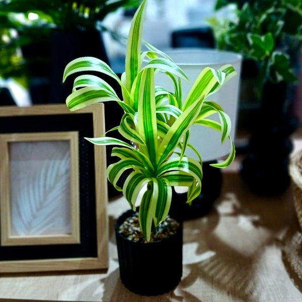 Producto - Planta Con Maceta 1203463