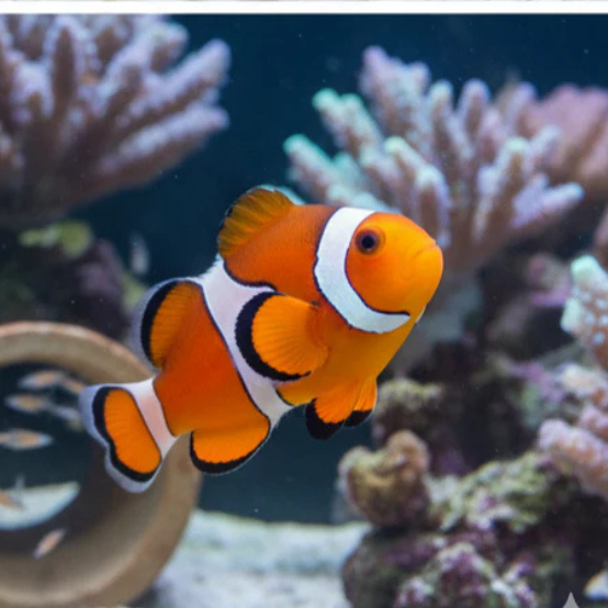 Producto - Amphiprion Ocellaris