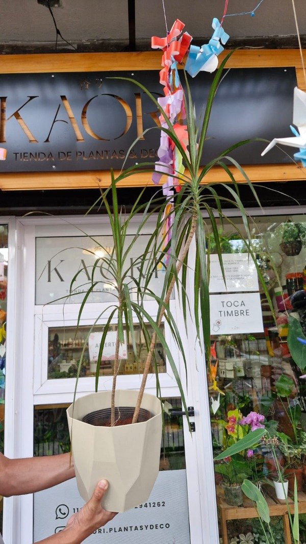 Producto - Dracaena Marginata E3L