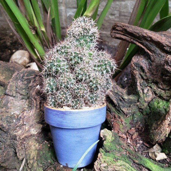 Producto - Mammillaria voburnensis (Maceta pintada)