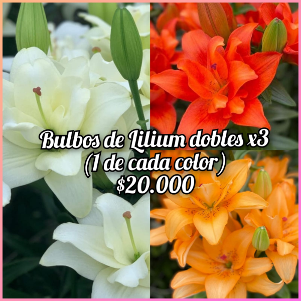 Producto - Lilium doble x3