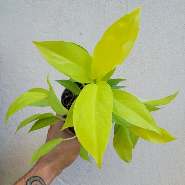Producto - Philodendron lemon