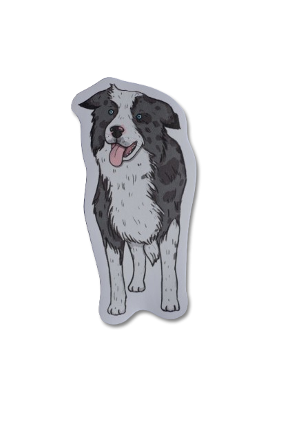Producto - Sticker vinilo "Border Collie blue merle"