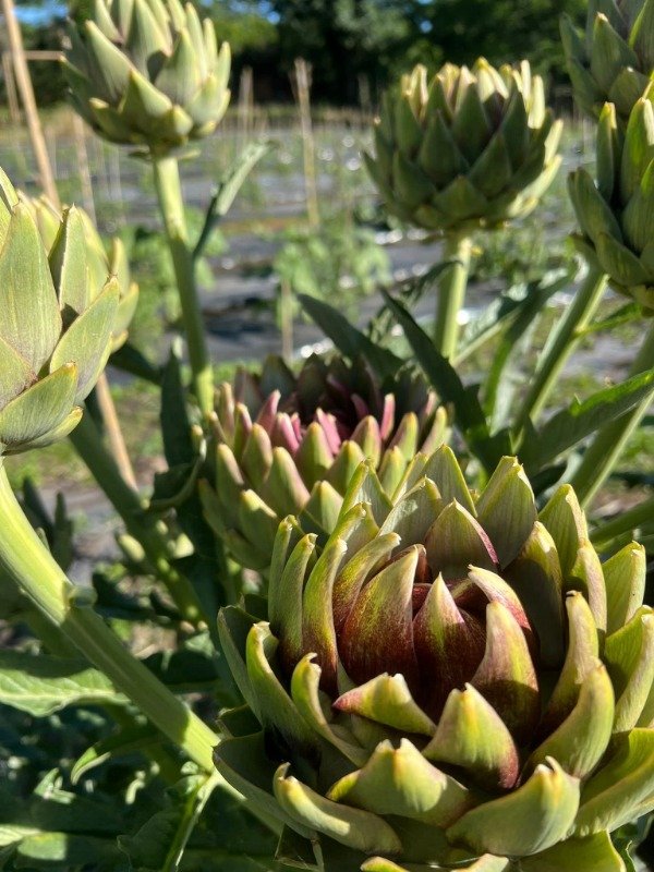 Producto - 30 SEMILLAS DE ALCAUCIL