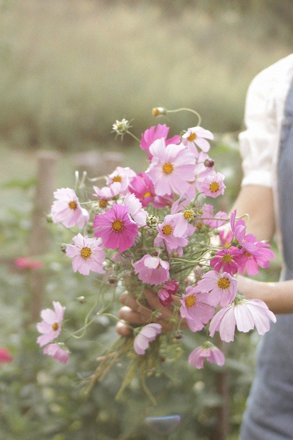 Producto - Cosmos bipinnatus - "Sensation Mix"