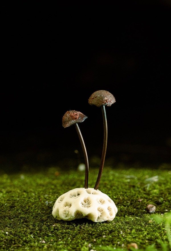 Producto - Hongos de cobre y bronce sobre coral