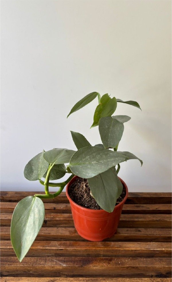 Producto - Philodendron Plateado