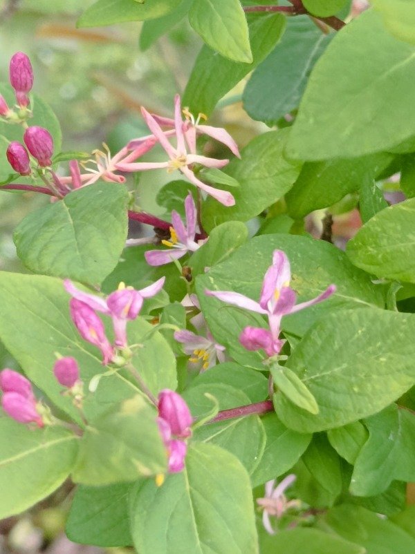 Producto - Lonicera tatarica - 0