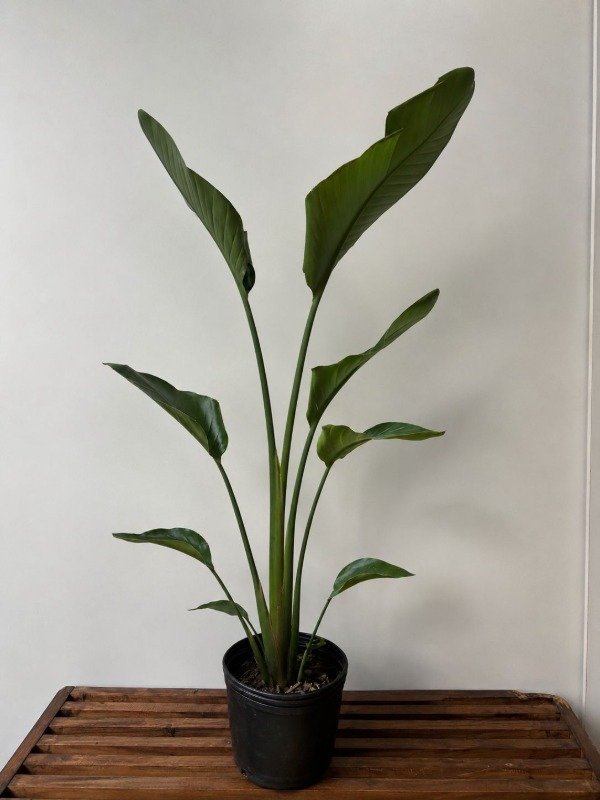 Producto - Strelitzia Nicolai