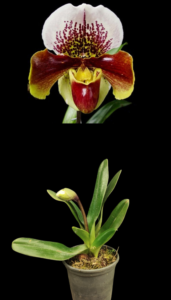Producto - Paphiopedilum Winston Churchill