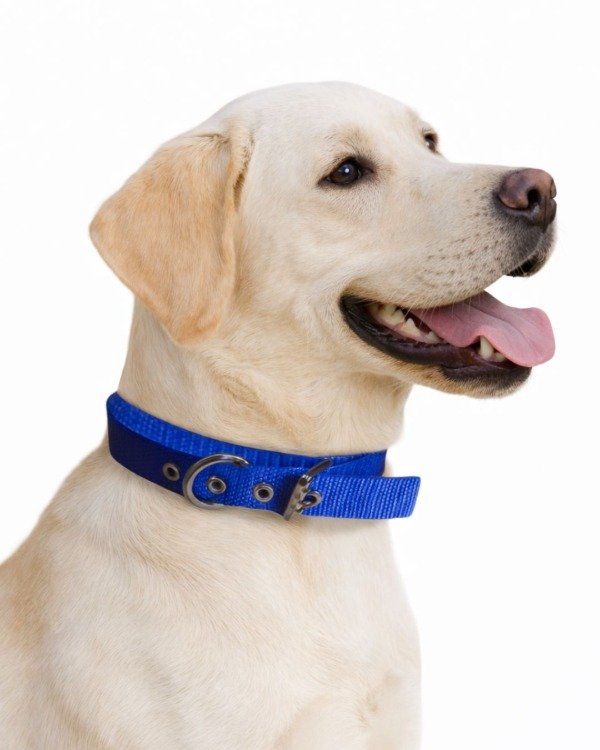 Producto - Collares de Nylon para Perros: Varios Colores