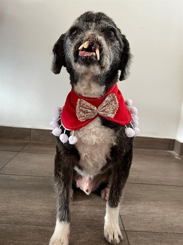 Producto - Bandana pompón