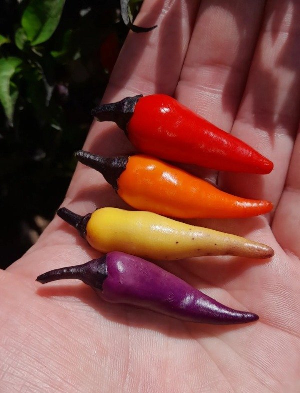 Miniatura de producto - 0